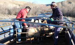 Besiciler 8 aylık göçe başladı