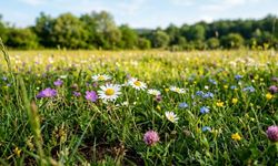 Son cemre toprağa düştü: Baharın habercisi