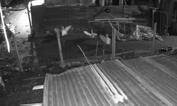 Kümese giren kurt, kazı alıp kaçtı