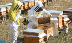 Eskişehir'de arıcılık eğitimleri başladı