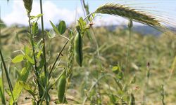 Eskişehir'de müjdeli haberi İl Tarım ve Orman Müdürlüğü yetkilileri duyurdu
