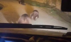 Aç kalan ayılar köye indi