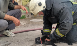 Kediyi kalp masajı ile hayata döndürdü