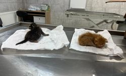 Küçük kızın duyarlılığı sayesinde 2 yavru kedi kurtarıldı