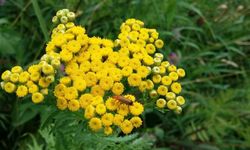 Eskişehir'de altın otu yetişecek