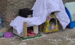 Hayvanseverlerin ilginç yazısı: "Kediler himayemiz altındadır"