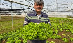 Tarlada ortalama 15 TL olan marul tezgahlarda 100 TL'ye satılıyor