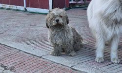 Sanayide tüyleri kirlenen beyaz köpek adeta kapkara oldu