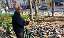 Eskişehir'de dükkanının önüne gelen onlarca güvercini doyuruyor