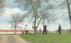 Eskişehir'de tepki çeken görüntü: Mangal için ağaç dalını kırmaya çalıştılar!