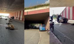 Otomobil sürüye daldı, 17 koyun telef oldu