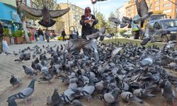 Kuşlara yem dağıtan yaşlı kadın onlarca güvercinin arasında kaldı