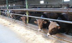 Eskişehir'de kurbanlıklar tükenmeye başladı