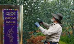 Eskişehir’in zeytinyağına 4 ödül birden: Dünya standartlarında lezzet