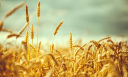 ETİ’den tarıma önemli dokunuş: Kanatlı Buğdayı üretime geçti