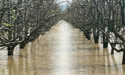 Bursa’da yüzlerce dönüm şeftali ve armut bahçesi su altında