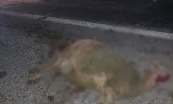 Otomobil koyun sürüsüne daldı: 9 koyun telef oldu