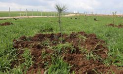 Eskişehir’de yeni evlilere anlamlı hediye: Her çifte bir fidan