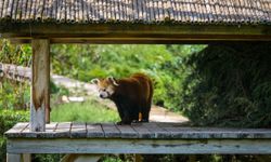 Eskişehir Hayvanat Bahçesi'ne 30 yeni tür kazandırıldı