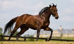 Bozkırda dört nala koşan tarih: Mahmudiye’nin 200 yıllık asil mirası