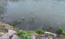 İnönü’de balık ölümleri tepki çekti: “Gerçekler şeffaf şekilde açıklansın”