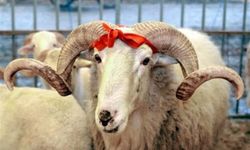 Kurban Bayramı yaklaşıyor: Eskişehir'de hazırlıklar başladı