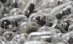 Valizinden 2 bin 200 canlı karınca çıktı: Kaçakçılığa ağır ceza