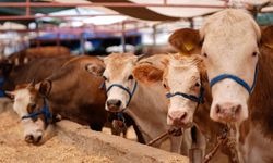 Eskişehir’de kurbanlık fiyatları yükseldi: “Kurbanlıklar elde kalabilir”