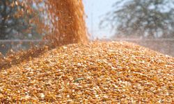 Mısır ithalatına 3 milyon tonluk kontenjan: Amaç fiyat istikrarı