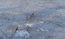 Karla kaplı dağlarda koşuşturan geyikler dronla böyle kaydedildi