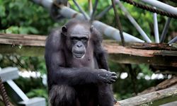 Şempanzelerde ilk iç savaş belgelendi: 24 saldırıda 17 yavru öldü