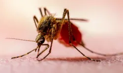 Eskişehir’de sıtma uyarısı: Risk tamamen bitmedi