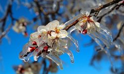 Eskişehir’de zirai don uyarısı: Çiftçiler dikkat!