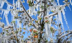 Eskişehir için zirai don uyarısı yapıldı: Çiftçiler dona karşı hangi önlemleri almalı?