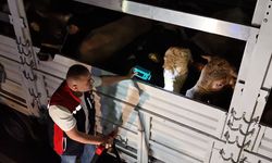 Kurban Bayramı öncesi İstanbul’da sevk noktalarında yoğun mesai