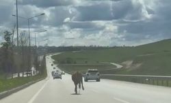 Kaçan kurbanlıklar trafiği birbirine kattı