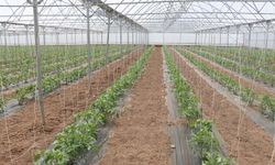 23 dekarlık serada yılda 3 ürün hasadı