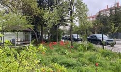 Eskişehir’de laleler sokakları süsledi
