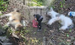 Sabah beslediği anne ve yavru kediyi öğlen telef olmuş halde buldu