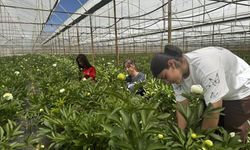 Tanesi toptancıya 150 TL'den satılıyor, Türkiye'nin 81 iline gönderiliyor