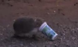 Eskişehir'de ayran kutusuna sıkışan kirpinin zor anları kamerada