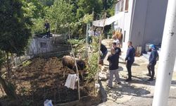 Kaçan kurbanlık sahiplerine zor anlar yaşattı