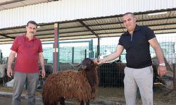 Eskişehirli Besicilerin de Tercih Ettiği İnegöl Hayvan Pazarı’nda 4 Bin Kurbanlık Satıldı