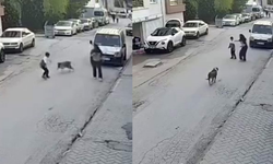 Eskişehir’de sokak köpeği paniği: Küçük çocuk korkuyla kaçtı