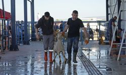 Eskişehir Hayvan Pazarı'nda Kurban mesaisi: Kesimler veteriner kontrolünde yapıldı
