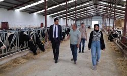 Beylikova Kaymakamı Kantilav, hayvancılık faaliyetlerini inceledi