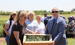 Bozkırların altın çiçeğinde hasat sevinci