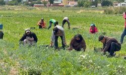 Eskişehir’de tarım işçilerinin çavuşuna sahte çek şoku: İşçiler için arabasını sattı