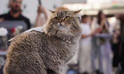 Kesilmek üzere toplanan yüzlerce kedi kurtarıldı