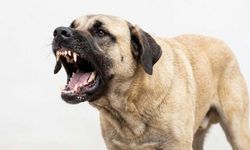 Sahipsiz köpek saldırıları sonrası 3 belediye başkanı hakkında işlem başlatıldı